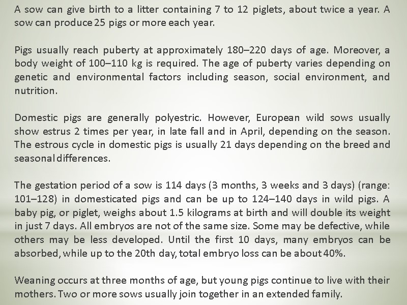 A sow can give birth to a litter containing 7 to 12 piglets, about